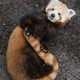 Illustration for article titled Exclusive Photos of the San Francisco Zoo's New Red Panda